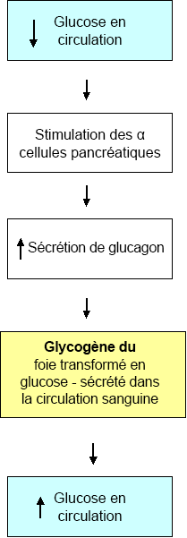 mtabolisme du glucagon